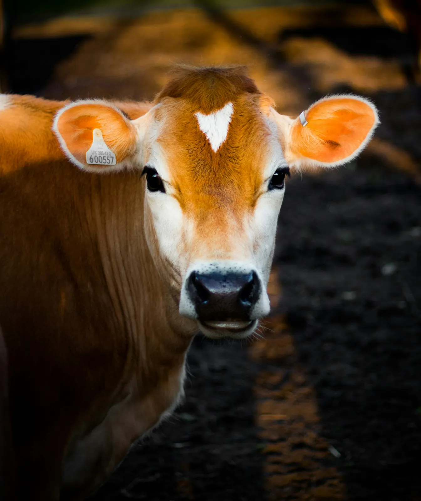 Jersey Calf — image 1 of 1