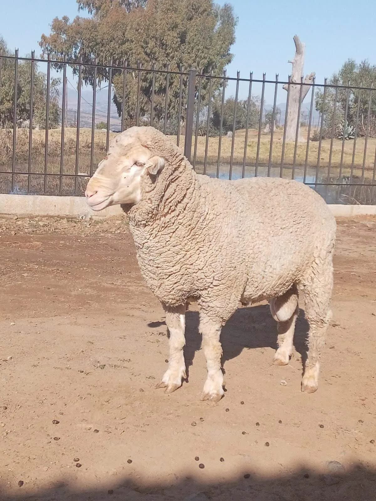 Dohne Merino Ram — image 1 of 3