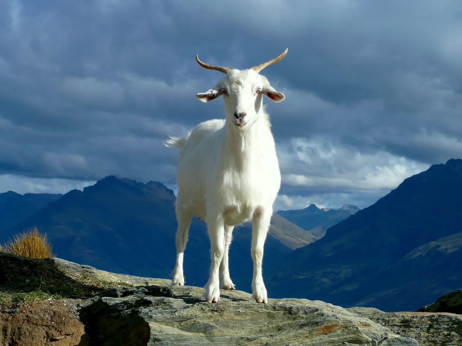 Big Goat — image 1 of 2