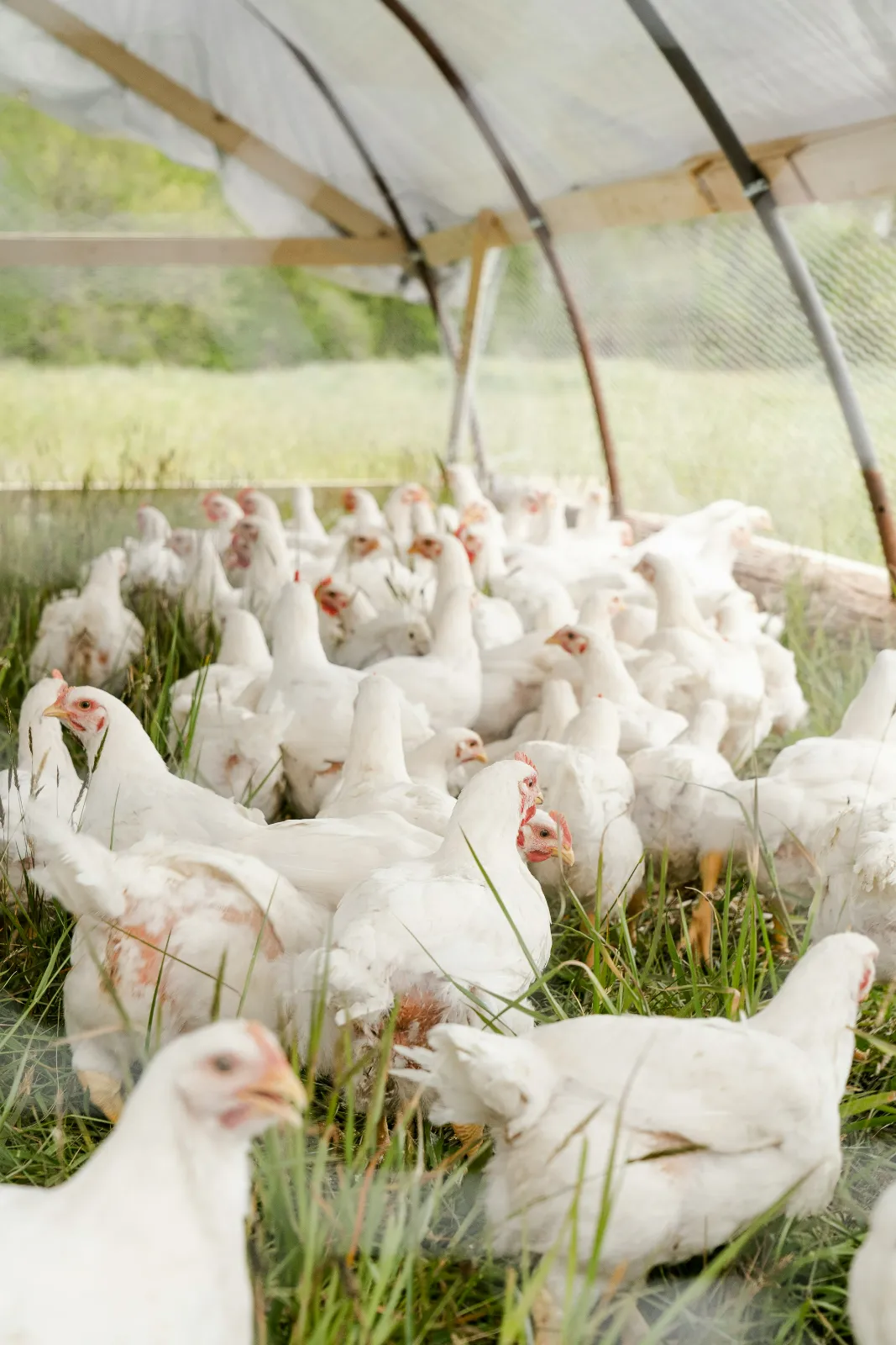 Broilers — image 1 of 1