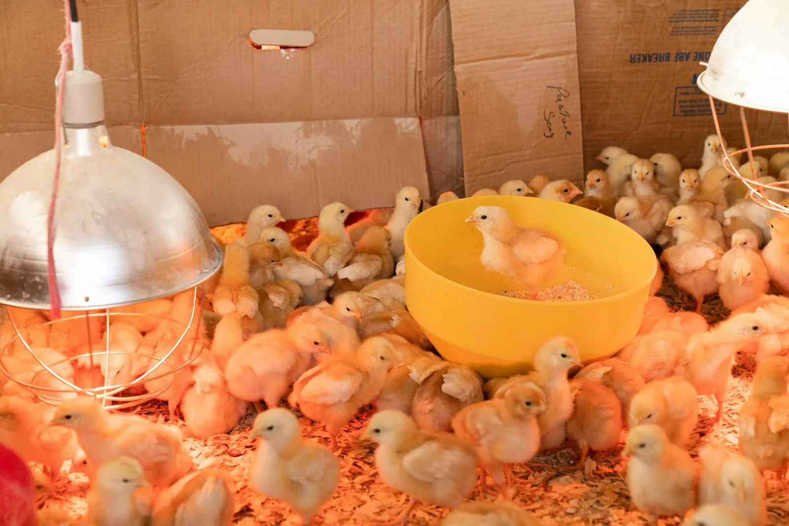 Day-Old Chicks — image 1 of 1