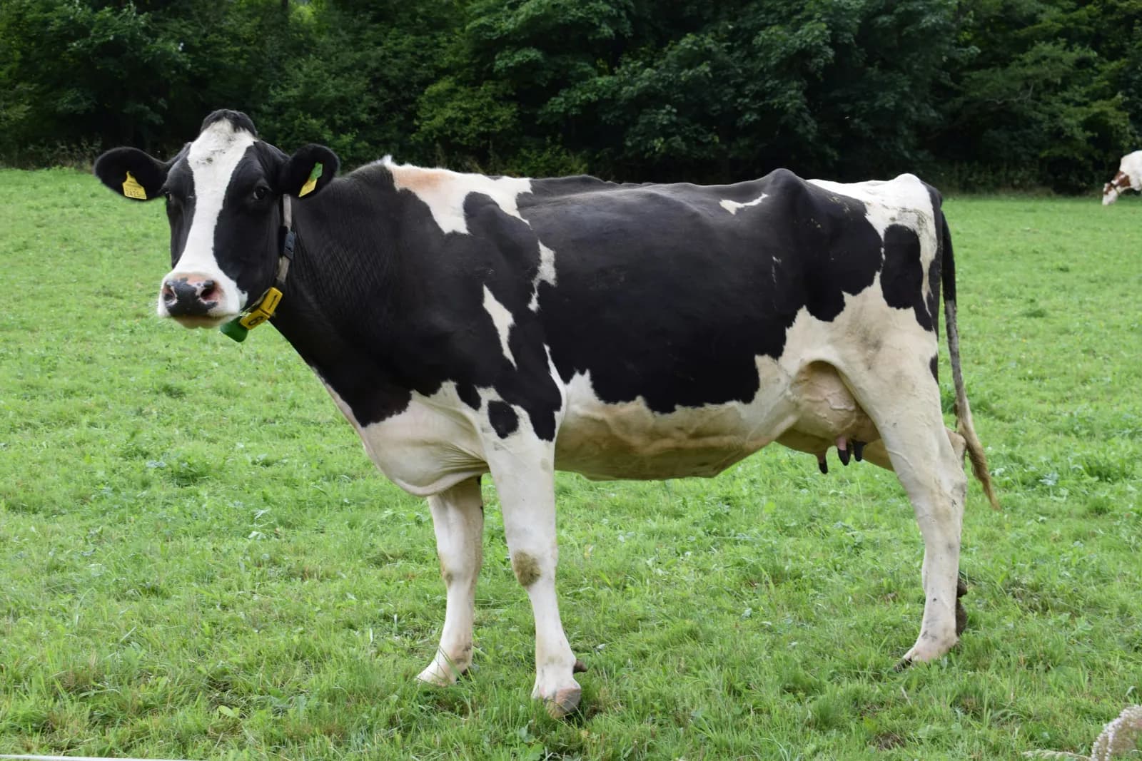 Premium Holstein — image 1 of 1