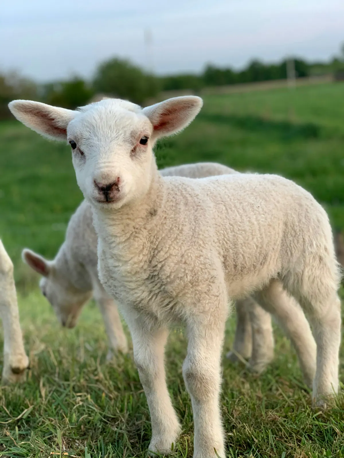 Merino Lamb — image 1 of 1