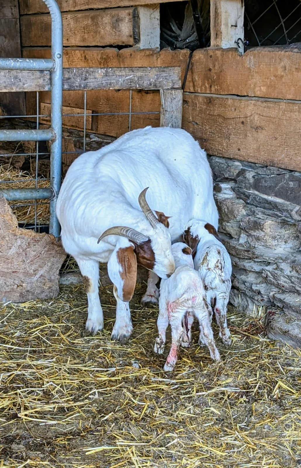 The Goat — image 1 of 1