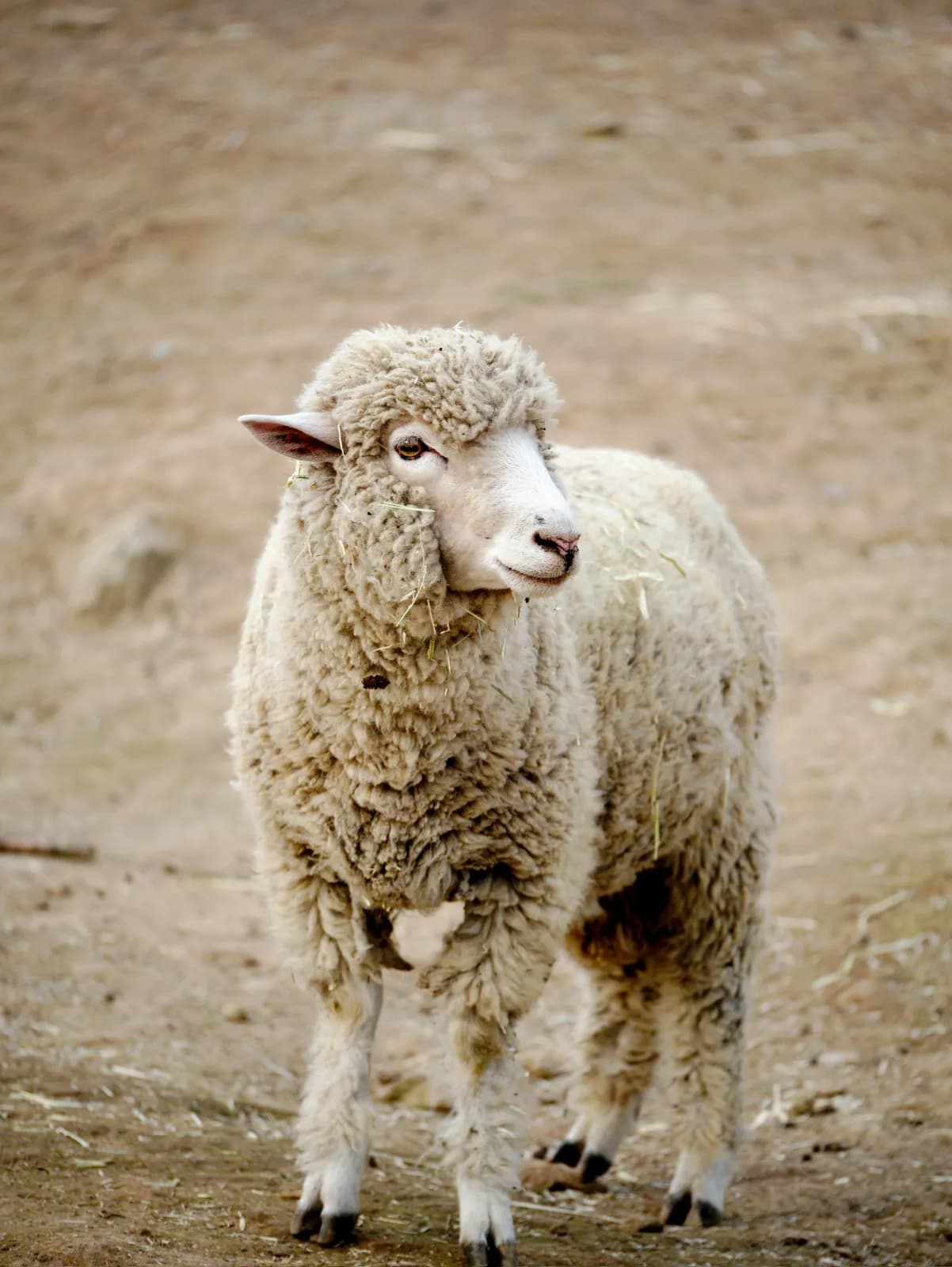 Premium Rams — image 1 of 1