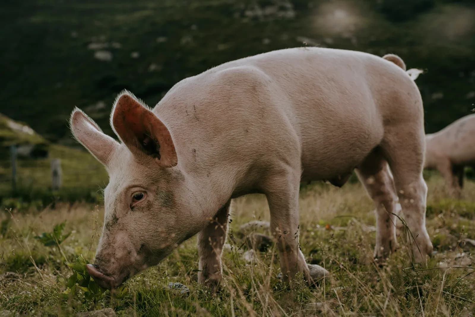 Premium Piglets — image 1 of 1